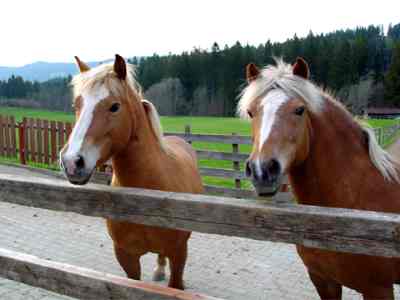 Reiten oder nur Streicheln?