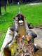 Brunnen am Grillplatz