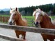 Reiten oder nur Streicheln?